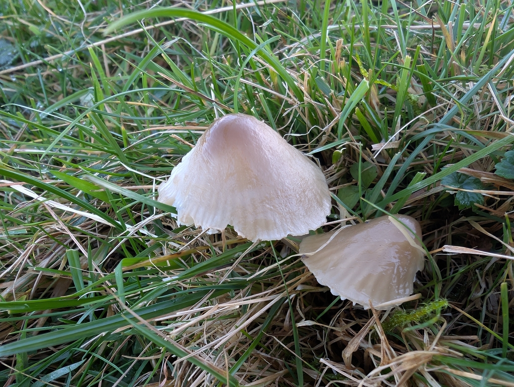 Gliophorus irrigatus · November 2025 · photo: © markbreaks (iNaturalist, cc-by)