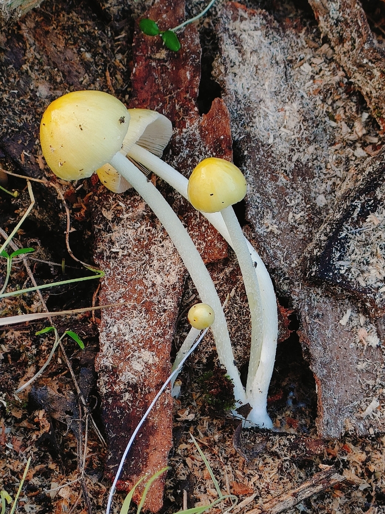 Bolbitius titubans · November 2025 · photo: © adrien_cozannet (iNaturalist, cc-by)