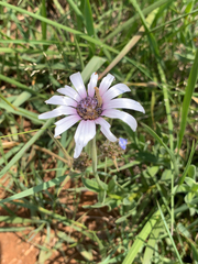 Dimorphotheca spectabilis