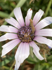 Dimorphotheca spectabilis