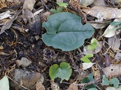 Asarum curvistigma
