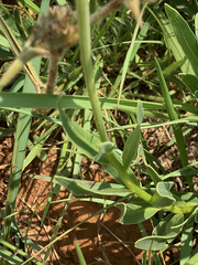 Dimorphotheca spectabilis