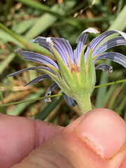 Dimorphotheca spectabilis