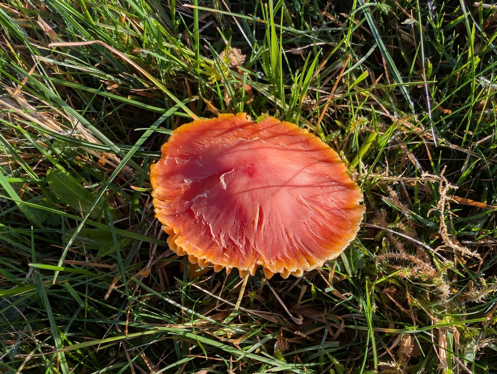 Hygrocybe coccinea · November 2025 · photo: © markbreaks (iNaturalist, cc-by)