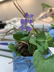 Viola edulis