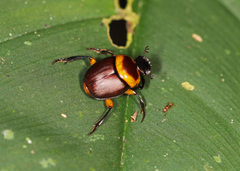 Canthon luteicollis