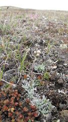Antennaria friesiana
