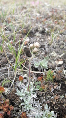 Antennaria friesiana