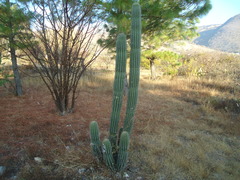 Stenocereus treleasei