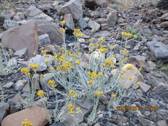 Cladochaeta candidissima