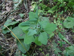 (c) Oleksandr Shynder, some rights reserved (CC BY) Chenopodium opulifolium, photograph (c) Oleksandr Shynder, some rights reserved (CC BY)
