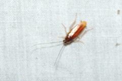 Epilamprinae