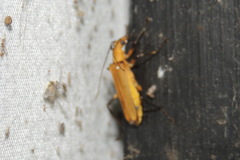 Chauliognathus cinguliventris
