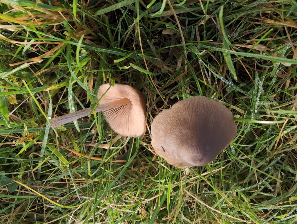 Entoloma conferendum · November 2025 · photo: © markbreaks (iNaturalist, cc-by)