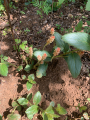 Acalypha angustata