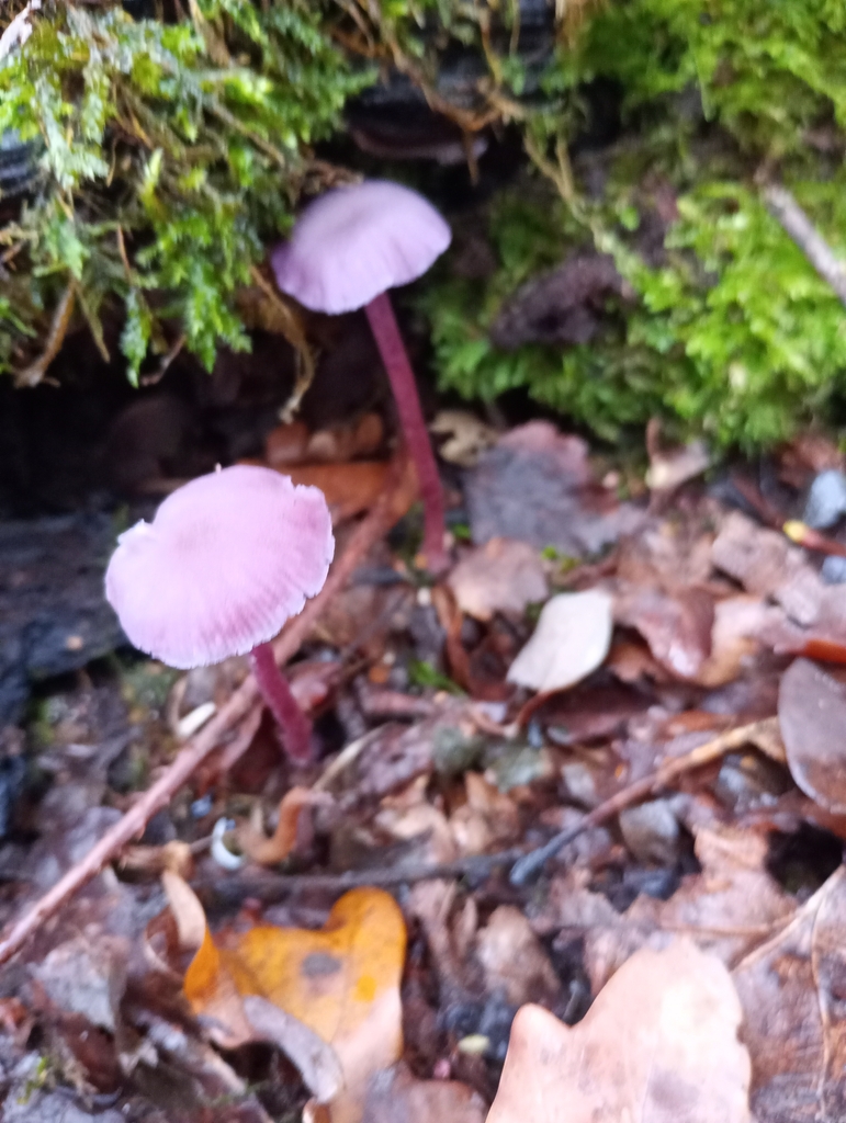 Laccaria amethystina · November 2025 · photo: © melica (iNaturalist, cc-by)