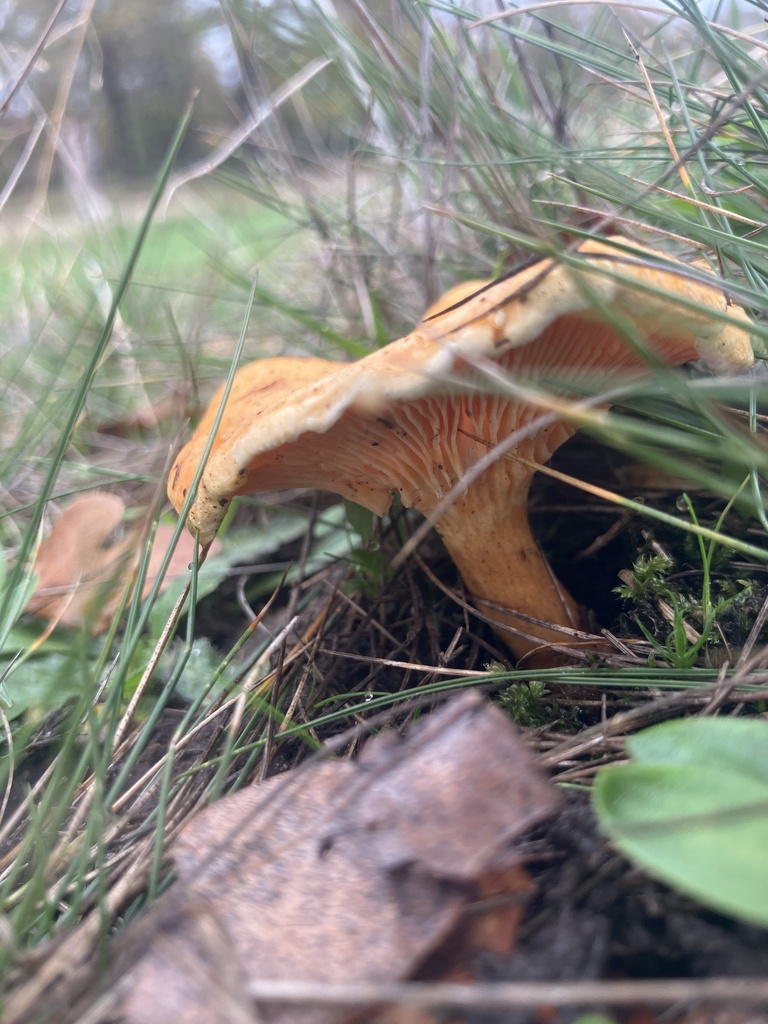 Hygrophoropsis aurantiaca · November 2025 · photo: © empressmoth (iNaturalist, cc0)