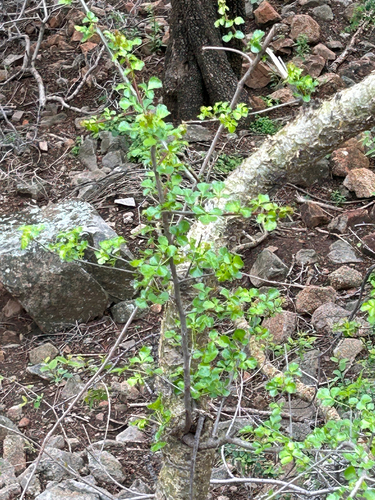 Commiphora glandulosa