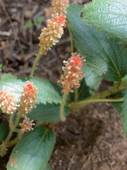 Acalypha angustata
