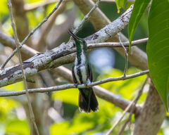 Fiery-Tailed Awlbill photo 4