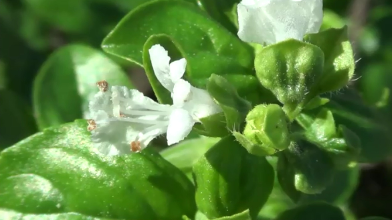 Sweet Basil (Ocimum basilicum)