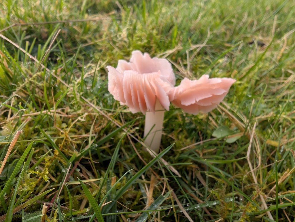 Porpolomopsis calyptriformis · November 2025 · photo: © markbreaks (iNaturalist, cc-by)