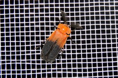 Cladodes plumosa