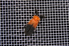Cladodes plumosa