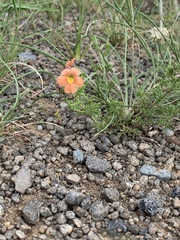 Jamesbrittenia aurantiaca