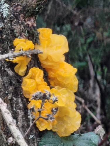 Golden Jelly Fungus