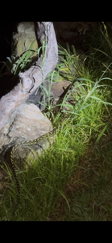 Coastal Carpet Python sighting