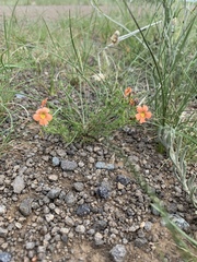 Jamesbrittenia aurantiaca