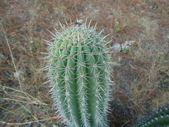 Stenocereus treleasei