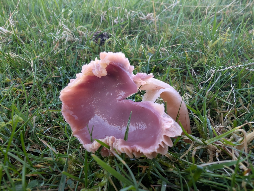 Gliophorus reginae · November 2025 · photo: © markbreaks (iNaturalist, cc-by)