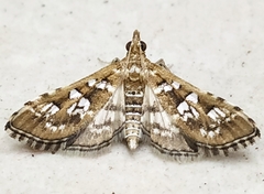 Sameodes