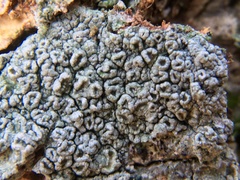 Pertusaria hymenea