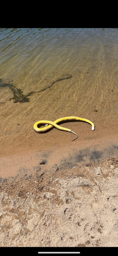 Water Python sighting