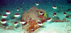 Yellowtail Reeffish