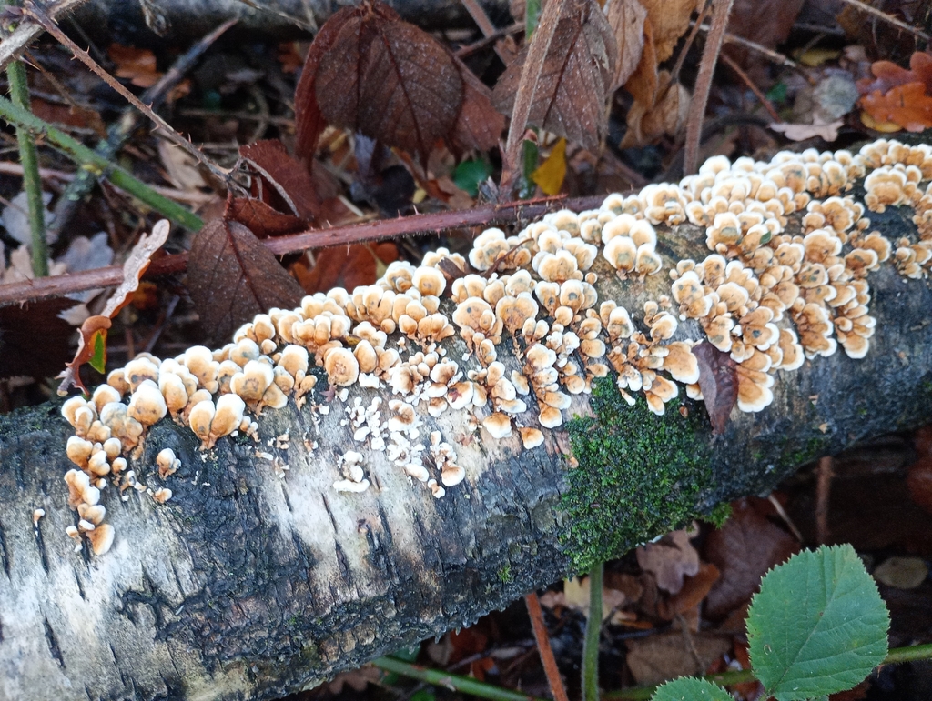 Plicatura crispa · November 2025 · photo: © melica (iNaturalist, cc-by)