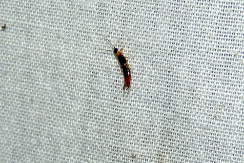 Spongiphoridae