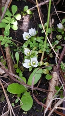 Gentianella stevenii