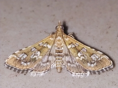 Sameodes