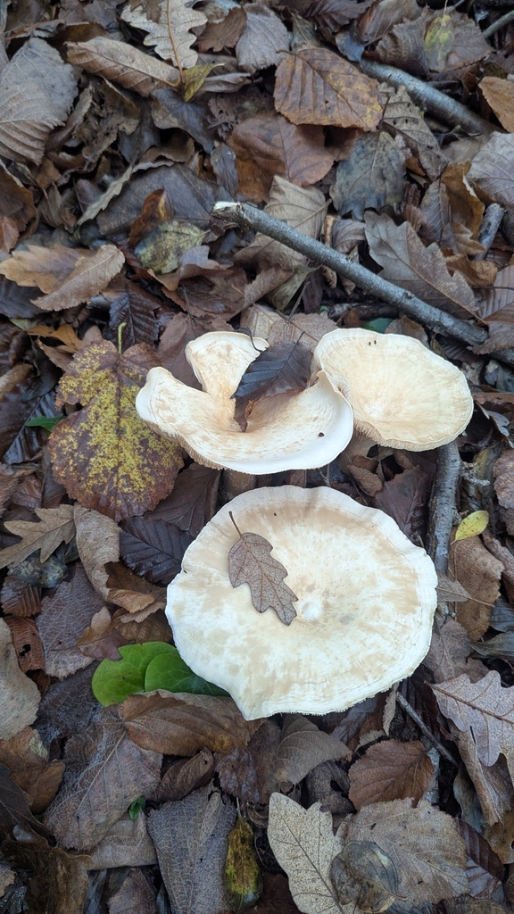 Infundibulicybe geotropa · November 2025 · photo: © trizen (iNaturalist, cc0)