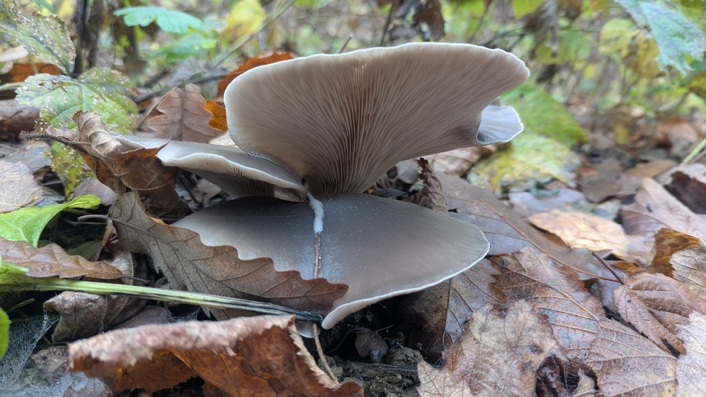 Pleurotus ostreatus · November 2025 · photo: © trizen (iNaturalist, cc0)