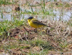 Motacilla flava flava