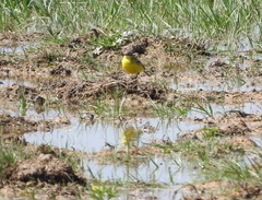 Motacilla flava flava