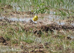 Motacilla flava flava