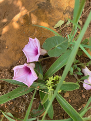 Ipomoea bathycolpos