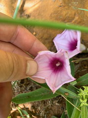 Ipomoea bathycolpos