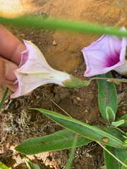 Ipomoea bathycolpos